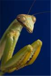 mantis dudes