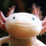 Axoloti Games