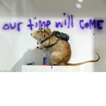 Rodent Gang