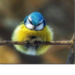 The Floofy Birb Studios