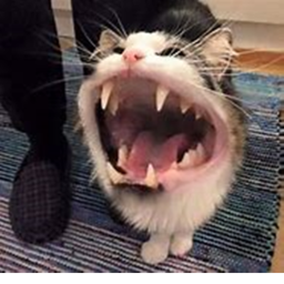 survive the el gato!