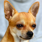 Chihuahua hangout!