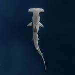 Hammerhead Sharkz