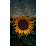 Dakotalovescess' Official fan group