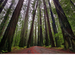 Redwood clan