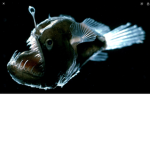 Angler fish’s are AWESOME