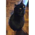 The bay cat