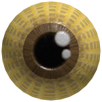 Waffl-eye