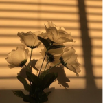 ʟᴇᴏღ