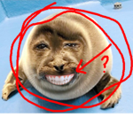 Stevesters
