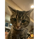 Cult of the Kitten Annea