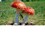 ..Mushroomz...queen