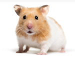 I Love HAMSTERS!!!