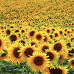 ~Sunflower.Squad~