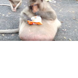 monke fighting simulator