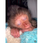 PAPUMANU2