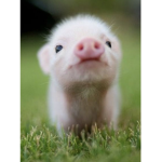 Piglet fan club!