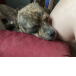 Puppy’s fever