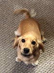 Woof woof!