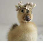 Best Duck Community