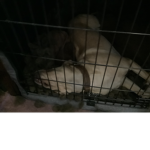 My puppy is cute