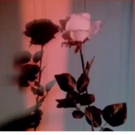 The Light Rosies