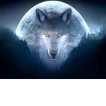 Wolf Group!