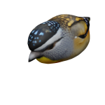 Spotted Pardalote