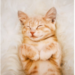 Loves cats:D