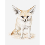 The fennec group