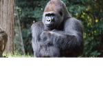 Monke world
