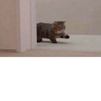 Elon Musk's SS Playground