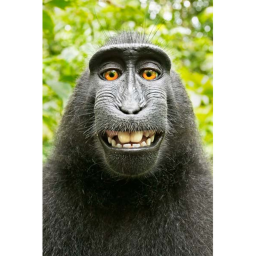 monkey obby