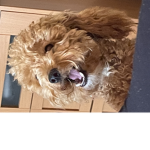Dog vibes :p