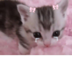 ASKING QUESTIONS CUTI3S4EVER~