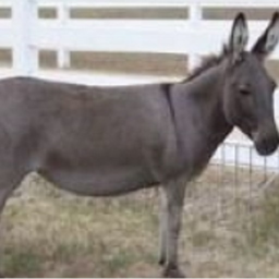 Donkey Gang Hangout