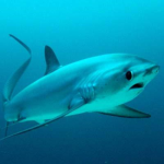 Average Shark Gang