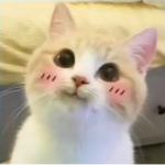 quvvb