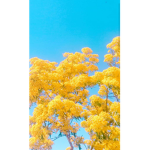 Sunshine forever!