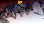 The RAT Army. RATS Rule
