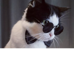 The Kool kittyz