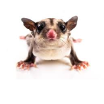 Sugar glider club!