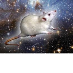 s p a c e rats