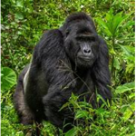 Gorilla Banana Group