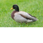Ducks Royalty
