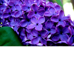 Alpha Lilac Squad