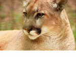 Cougars official group!