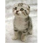 The Kitten Empire
