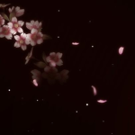 ୨ৎ . seraphic