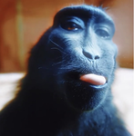 ORANGUTANGS